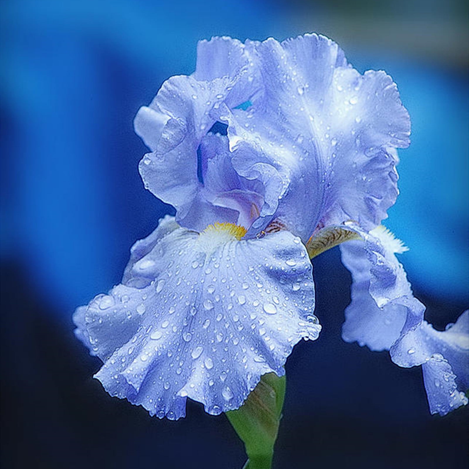 Iris Bulbs for Planting Fragrant Deep Flowers / Easy to Plant