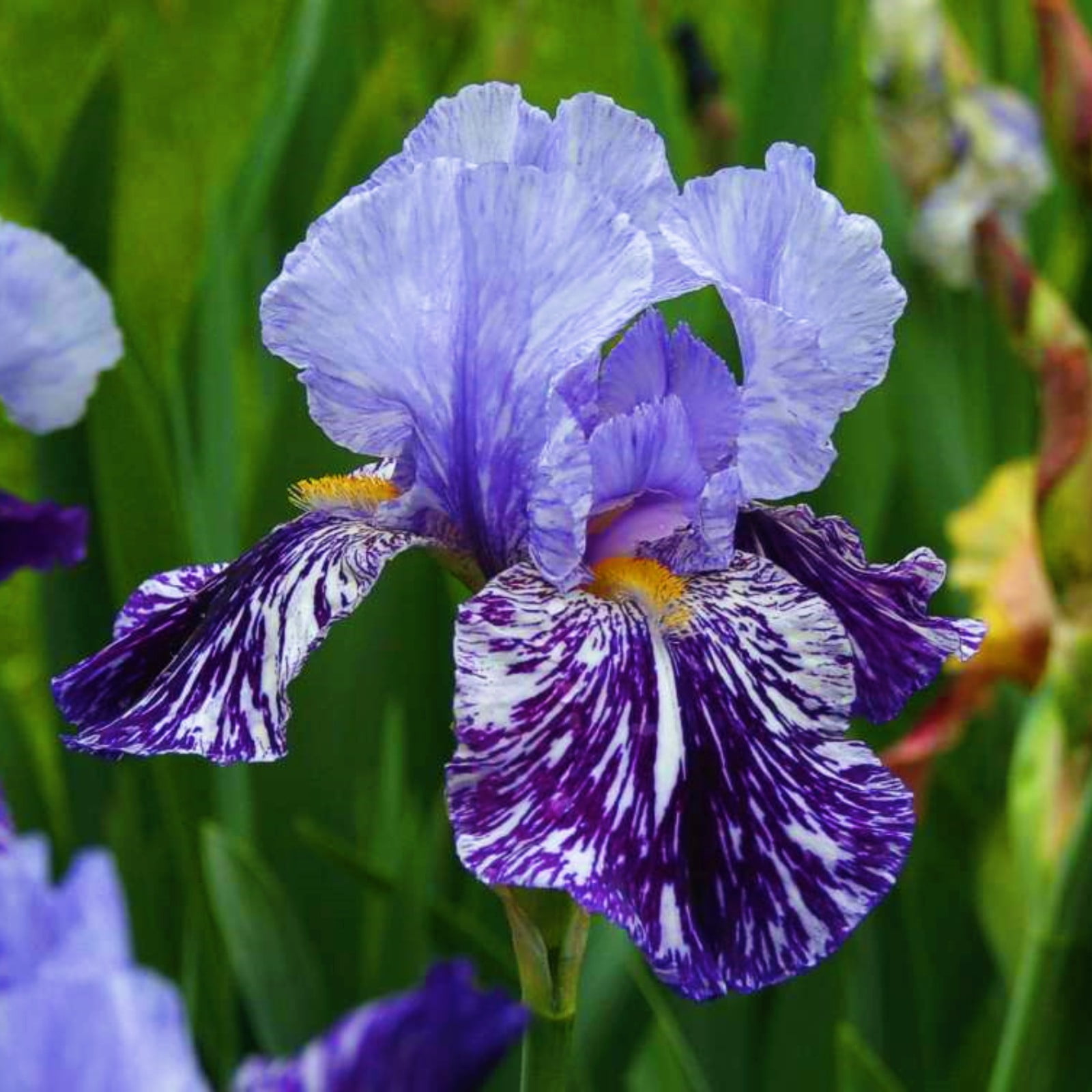 Iris Buls Bulk Iris Bulbs For Planting Bearded Iris Bulbs Iris Plants