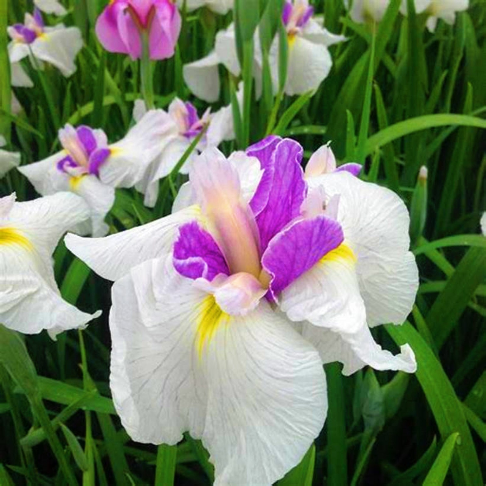 Iris Buls Bulk Iris Bulbs For Planting Bearded Iris Bulbs Iris Plants Suitable For Various