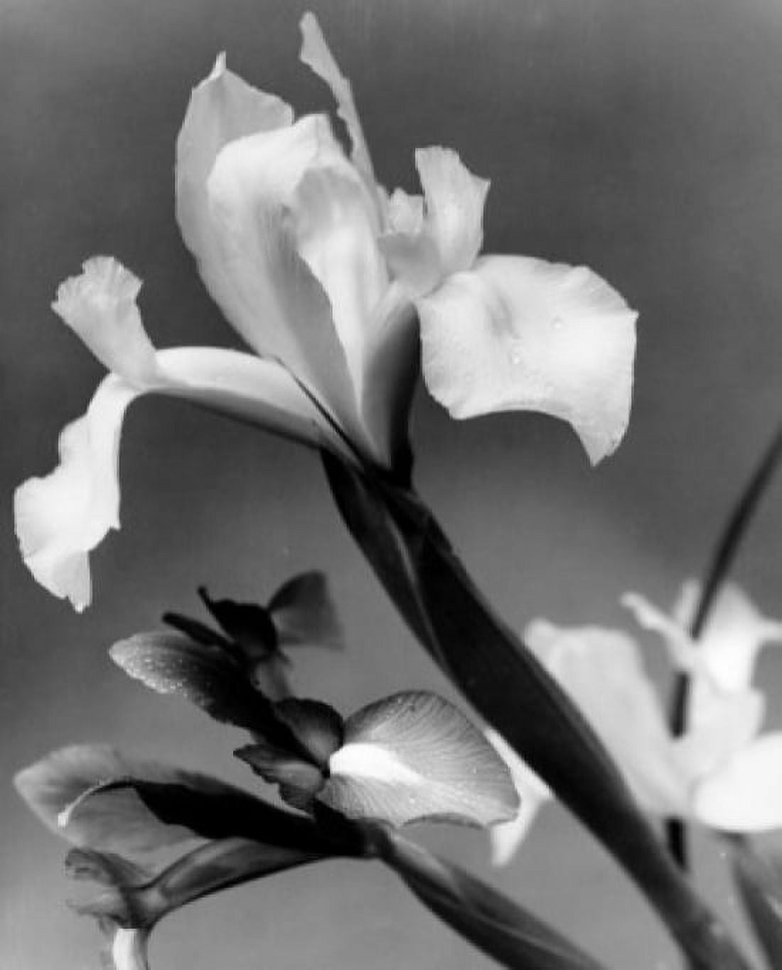 Iris Canvas Art - (24 x 36)