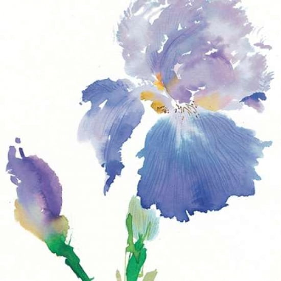 Iris Canvas Art - Summer Thornton (24 x 24)
