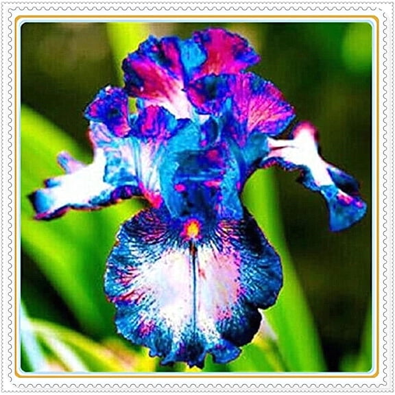 Iris ,Elegance, Bearded Iris,Brilliant Garden Home Decoration,Perennial,Gorgeous( Bearded Iris For Planting) ,Iris For Sale