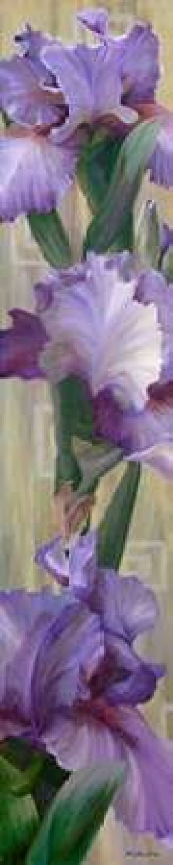 Iris II Canvas Art - Jan McLaughlin (8 x 24)