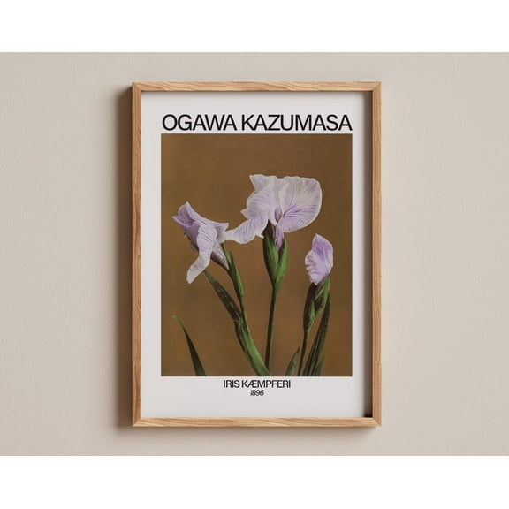 Iris Kæmpferi Print, Ogawa Kazumasa Japanese Botanical Photography, 1896 Floral, Vintage Iris Flower Study, Classic Meiji-Era Bloom Print Wall Art, Modern Wall Decor, 8x12 UNFRAMED