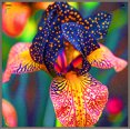 thumbnail image 1 of Iris, Low Maintenance - Easy Grow - Ideal for Beds Borders, Plant Pots & Planters, 1 of 2