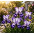 thumbnail image 1 of Iris , Low Maintenance - Easy Grow - Ideal for Beds Borders, Plant Pots & Planters, 1 of 5