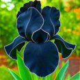 thumbnail image 1 of Iris, Low Maintenance - Easy Grow - Ideal for Beds Borders, Plant Pots & Planters, 1 of 2
