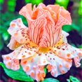 thumbnail image 1 of Iris, Low Maintenance - Easy Grow - Ideal for Beds Borders, Plant Pots & Planters, 1 of 2