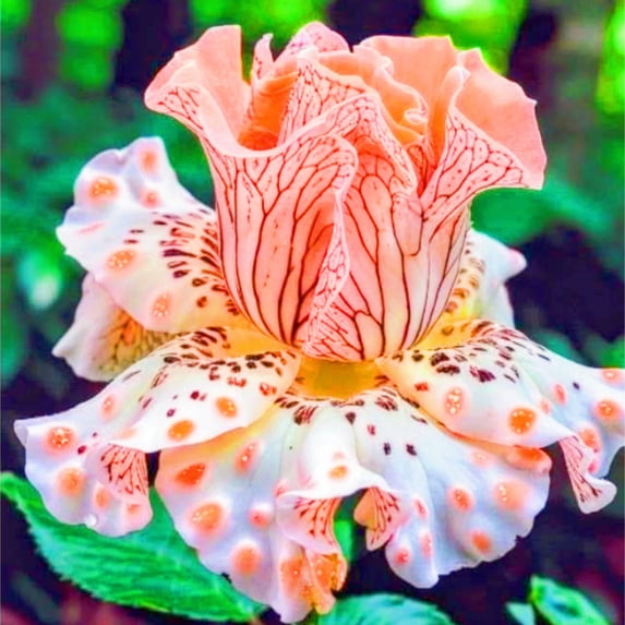 Iris, Low Maintenance - Easy Grow - Ideal for Beds Borders, Plant Pots & Planters