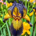 thumbnail image 1 of Iris, Low Maintenance - Easy Grow - Ideal for Beds Borders, Plant Pots & Planters, 1 of 2