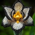 thumbnail image 1 of Iris, Low Maintenance - Easy Grow - Ideal for Beds Borders, Plant Pots & Planters, 1 of 2