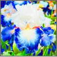 thumbnail image 1 of Iris, Low Maintenance - Easy Grow - Ideal for Beds Borders, Plant Pots & Planters, 1 of 2