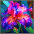 thumbnail image 1 of Iris, Low Maintenance - Easy Grow - Ideal for Beds Borders, Plant Pots & Planters, 1 of 2