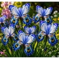 thumbnail image 1 of Iris , Low Maintenance - Easy Grow - Ideal for Beds Borders, Plant Pots & Planters, 1 of 5