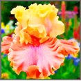 thumbnail image 1 of Iris, Low Maintenance - Easy Grow - Ideal for Beds Borders, Plant Pots & Planters, 1 of 2