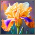 thumbnail image 1 of Iris, Low Maintenance - Easy Grow - Ideal for Beds Borders, Plant Pots & Planters, 1 of 2
