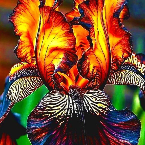 Iris, Low Maintenance - Easy Grow - Ideal for Beds Borders, Plant Pots & Planters