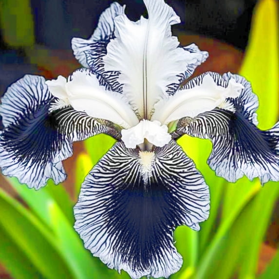 Iris, Low Maintenance - Easy Grow - Ideal for Beds Borders, Plant Pots & Planters