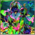 thumbnail image 1 of Iris, Low Maintenance - Easy Grow - Ideal for Beds Borders, Plant Pots & Planters, 1 of 2