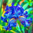 thumbnail image 1 of Iris, Low Maintenance - Easy Grow - Ideal for Beds Borders, Plant Pots & Planters, 1 of 2