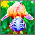 thumbnail image 1 of Iris, Low Maintenance - Easy Grow - Ideal for Beds Borders, Plant Pots & Planters, 1 of 2