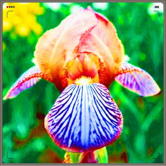 Iris, Low Maintenance - Easy Grow - Ideal for Beds Borders, Plant Pots & Planters
