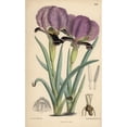 thumbnail image 1 of Iris Paradoxa, Purple Iris Native Of The Caucasusa Poster Print By ® Florilegius Mary Evans (18 X 24), 1 of 3