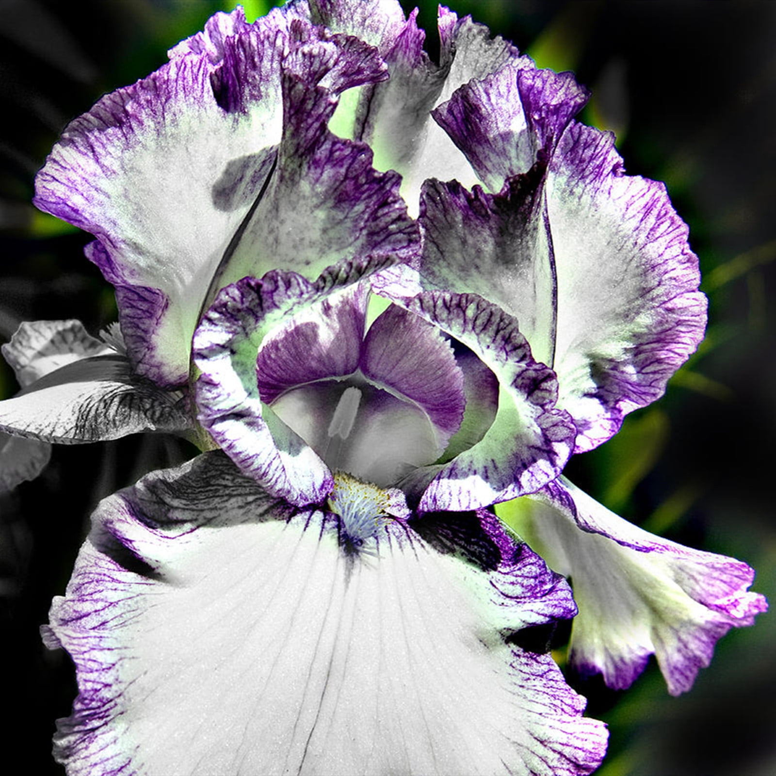 Iris Plant, Bearded Iris For Planting, Iris Is Cold-Resistant ...