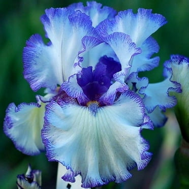 Iris Plant, Bearded Iris  For Planting, Iris Is Cold-Resistant,  Excellent Choice For Gardeners, Easy to Plant Perennial, Has Strong Rhizomes.