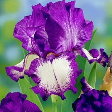 Iris Plant  Easy to Plant Perennial, Has Strong Rhizomes. Bearded Iris For Planting, Iris Is Cold-Resistant,  Excellent Choice For Gardeners, Rhizome Easy to Grow & Maintain, ﻿