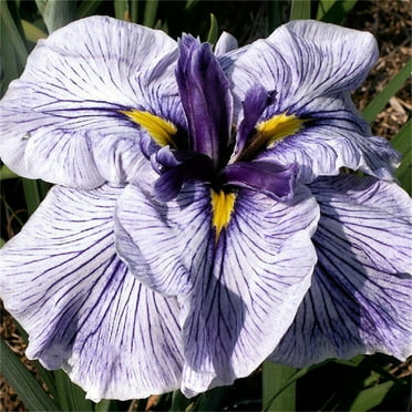 Iris Plant  Easy to Plant Perennial, Has Strong Rhizomes. ﻿Iris Is Cold-Resistant, Excellent Choice For Gardeners, Bearded Iris For Planting,  Rhizome Easy to Grow & Maintain,
