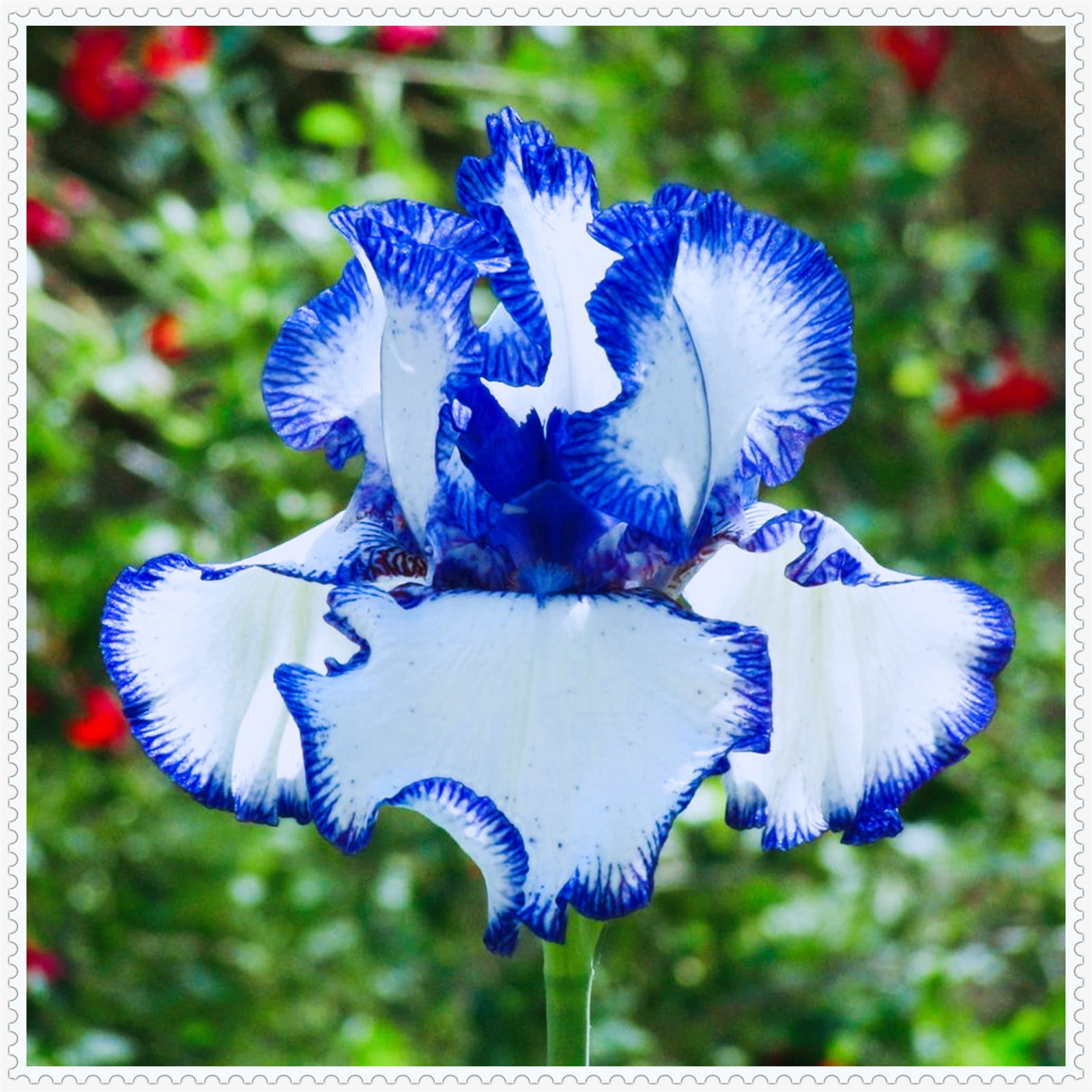 Iris Rhizome - Kälteresistente Schwertlilien Für Garten & Beet