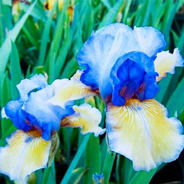 Iris Plant Easy to Plant Perennial,  Excellent Choice For Gardeners,  Iris Is Cold-Resistant,Has Strong Rhizomes. Bearded Iris   For Planting,