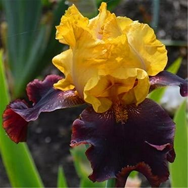 Iris Plant  Easy to Plant Perennial, Has Strong Rhizomes. Bearded Iris   For Planting, Iris Is Cold-Resistant,  Excellent Choice For Gardeners,