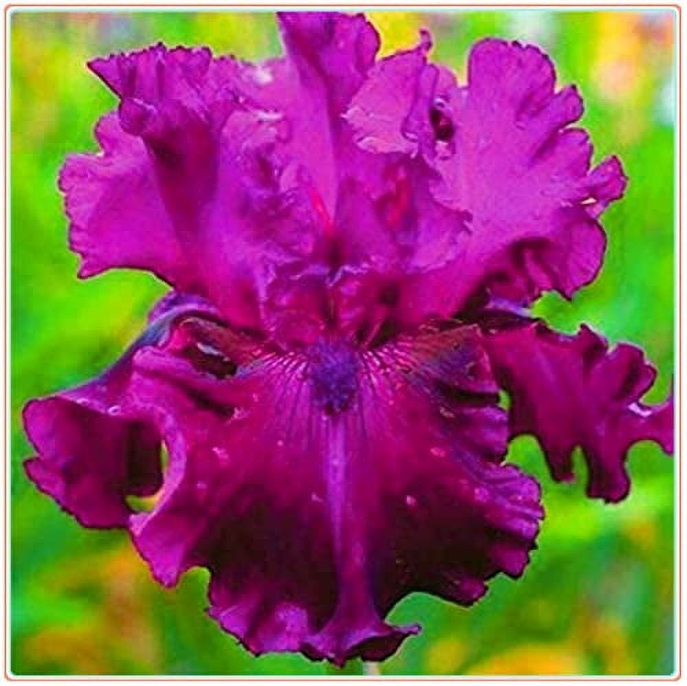 Iris Rhizome - Kälteresistente Schwertlilien Für Garten & Beet