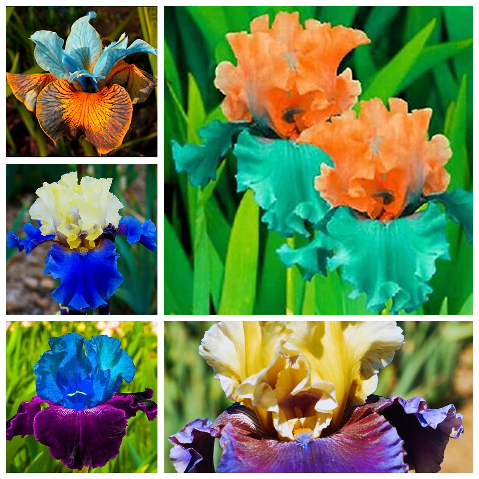 Iris Plants Bulbs,Iris Bulbs Perennial Reblooming Bearded, Beautify