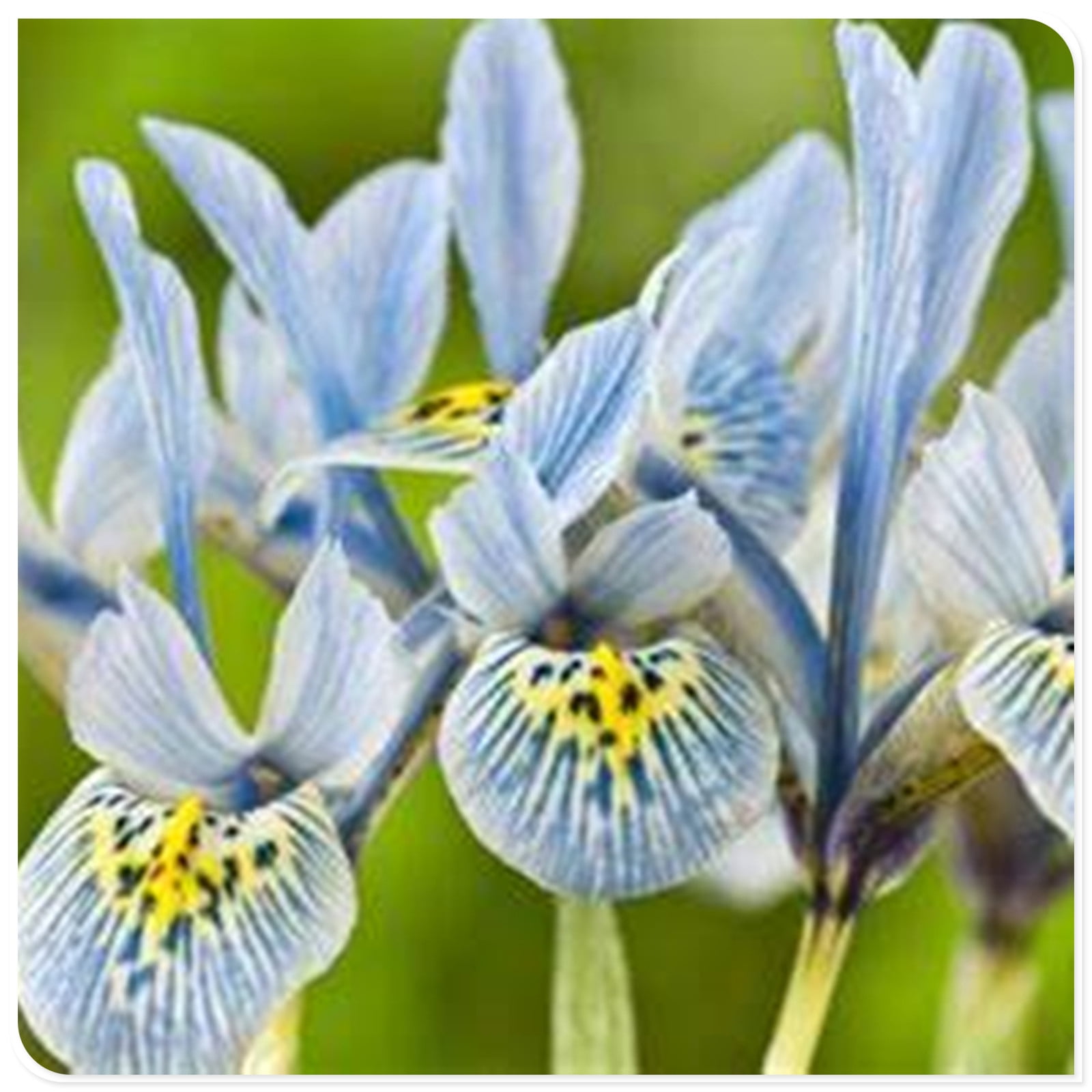 Iris Plants Bulbs,Iris Bulbs Perennial Reblooming Bearded,Iris Tubers