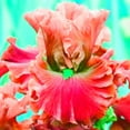 Iris Plants For Sale Bearded Iris Bulbs Iris Tubers Iris Plants Iris Bulbs Bulk Beautify The