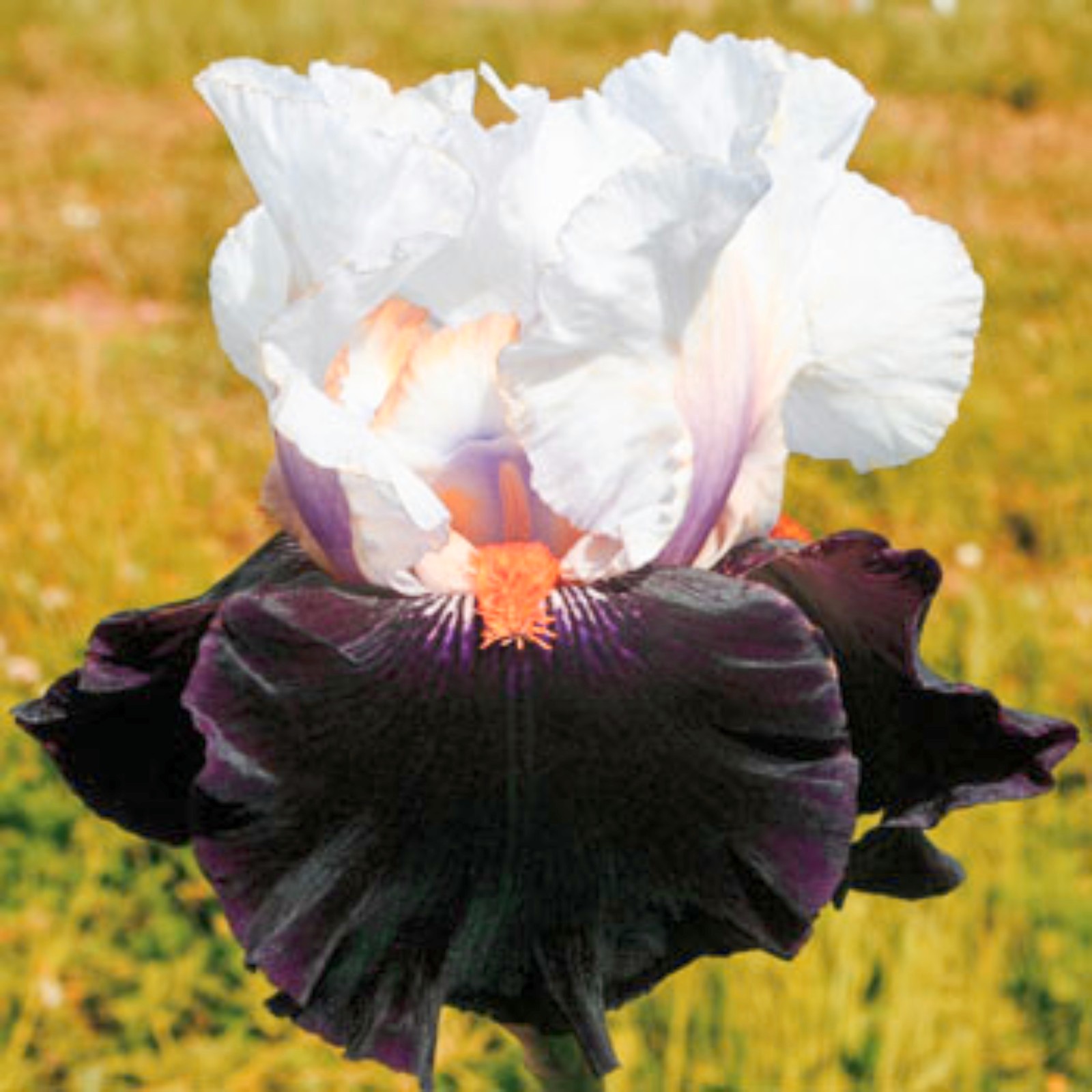 Iris Plants For Sale Bearded Iris Bulbs Iris Tubers Iris Plants Iris Bulbs Bulk Beautify The