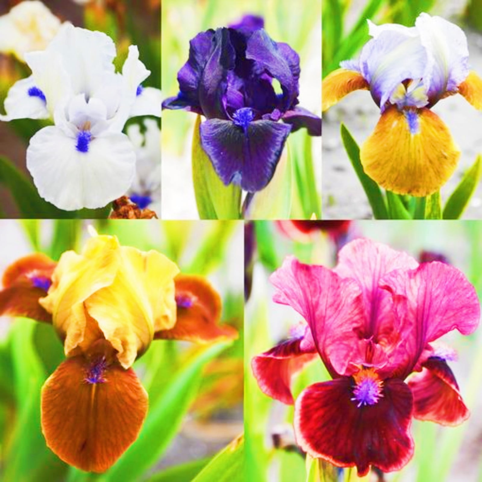 Iris Plants For Sale Iris Buls Bulk Iris Plants Bonsai Planting