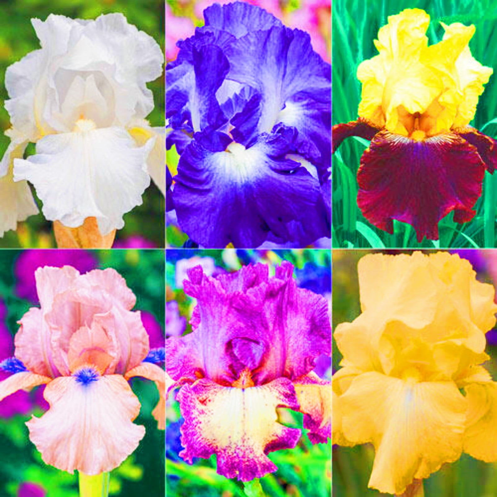Iris Plants For Sale Iris Buls Bulk Iris Plants Planting Is Simple