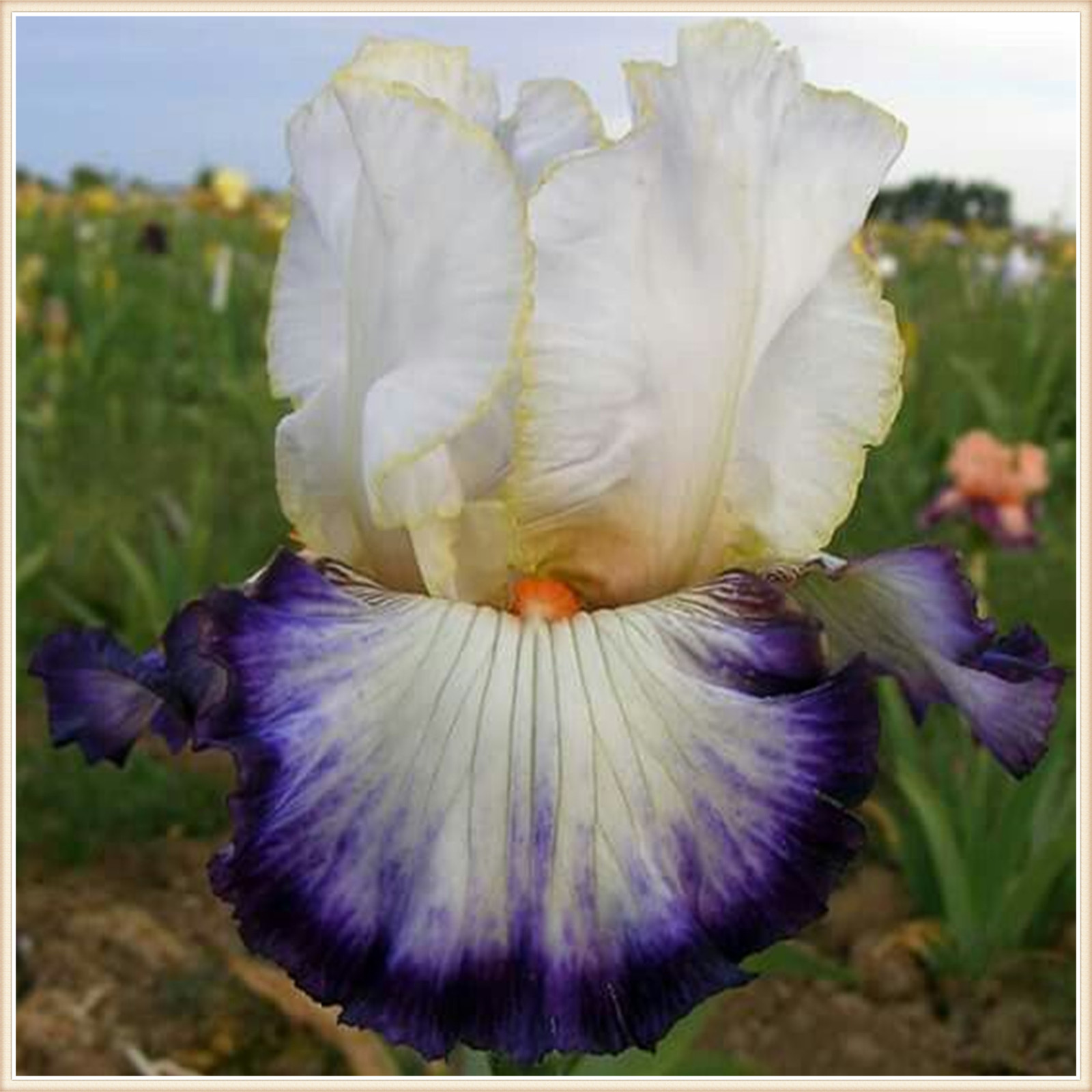 Iris Plants for Sale Bearded Iris Plant Bulbs Rhizomes Flowering Blooms in Spring to Fall