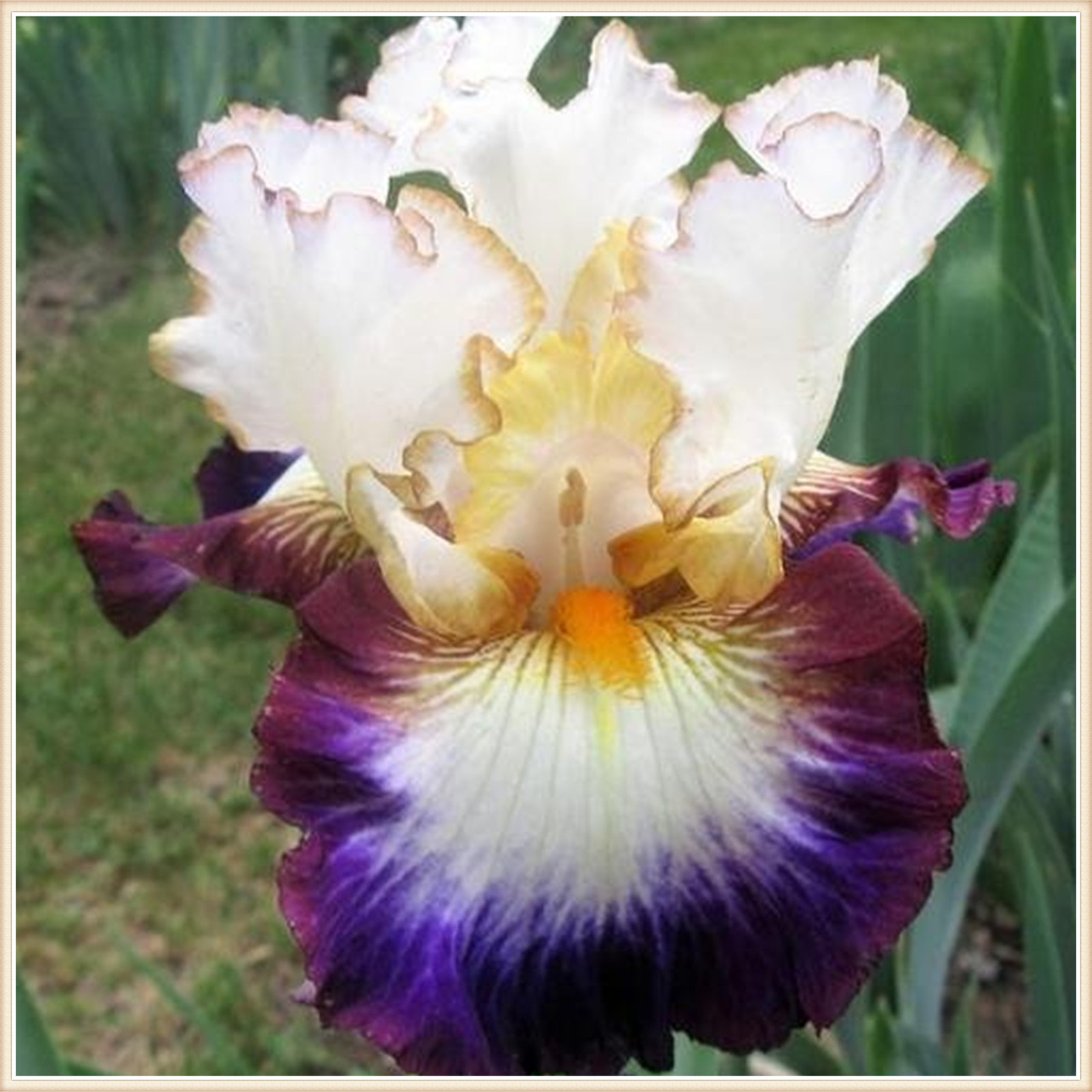 Iris Plants for Sale Bearded Iris Plant Bulbs Rhizomes Flowering Blooms in Spring to Fall