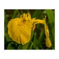 thumbnail image 1 of Iris Pseudacorus - York Pennsylvania Photography Flowers Nature Floral Botanical Garden Wildlife Scenic Unframed Wall Art Print 20 x 24 inches, 1 of 12