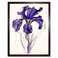 thumbnail image 1 of Iris Reticulata Watercolour Flower Bloom Drawing Art Print Framed Poster Wall Decor 12x16 inch, 1 of 5