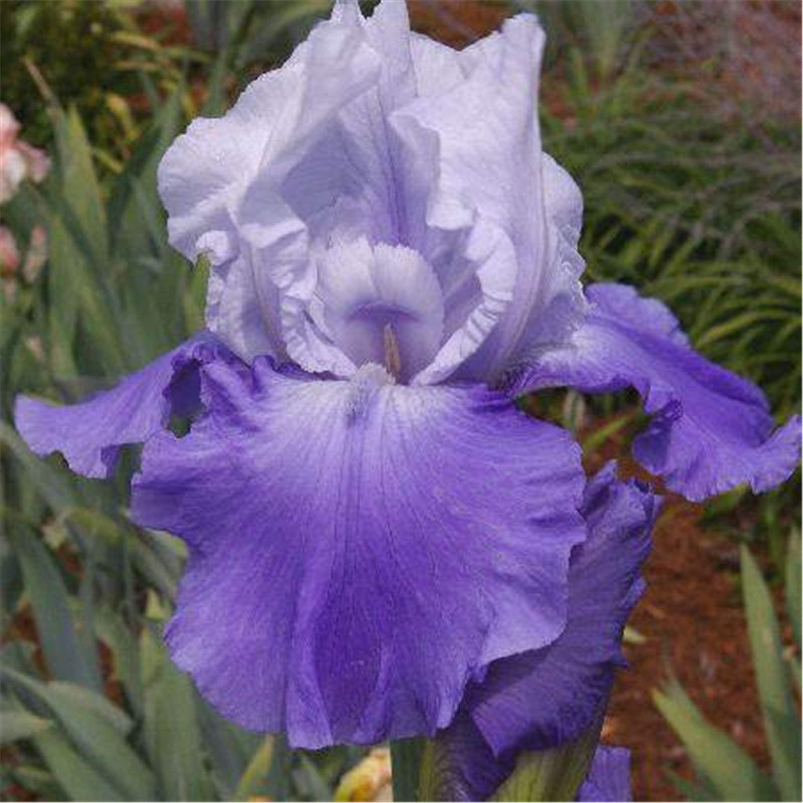 Iris Tubers Bulk Plant Planted Gifts Flower Bulbs Lovely Perennial Can