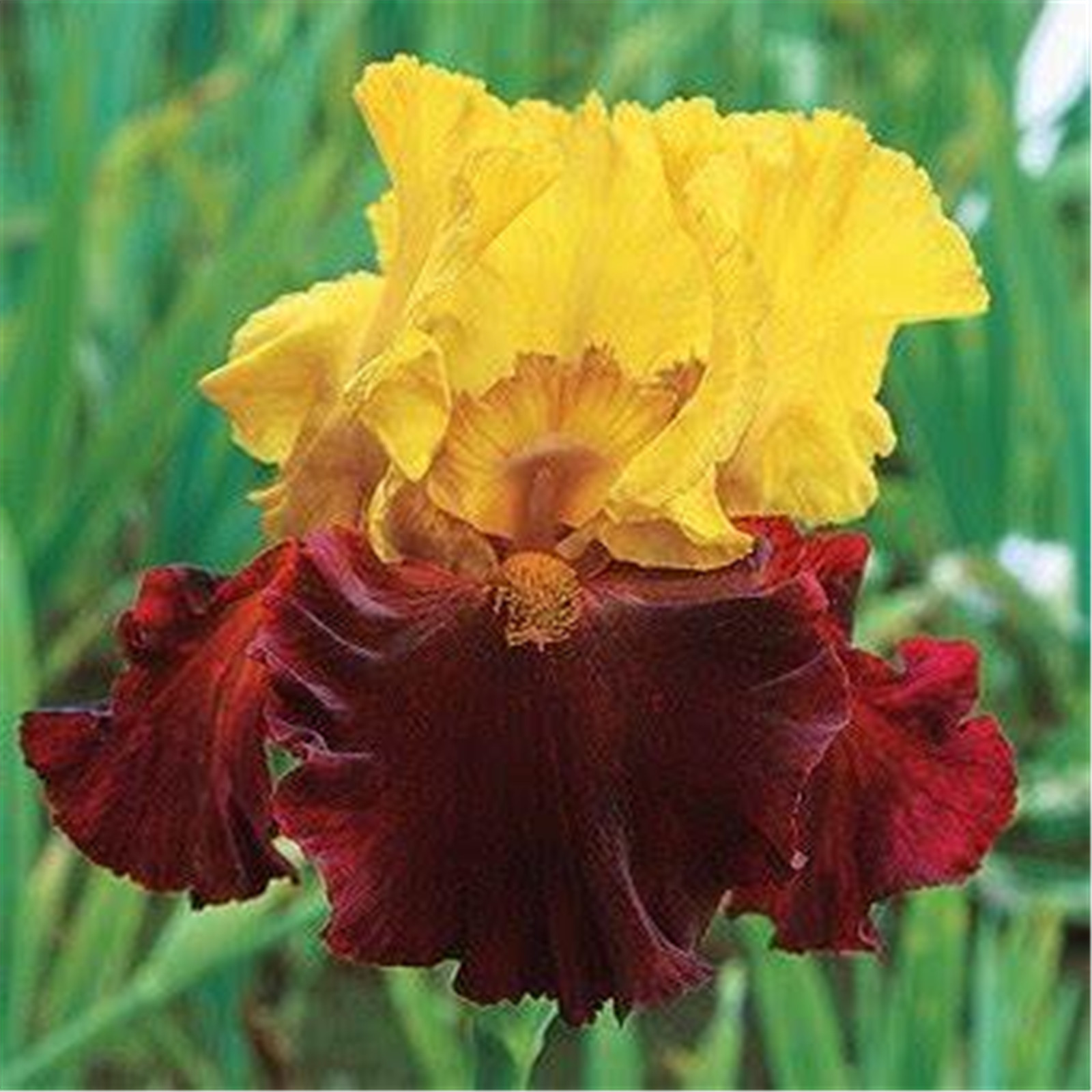 Iris Tubers Bulk Plant Planted Gifts Flower Bulbs Lovely Perennial Can