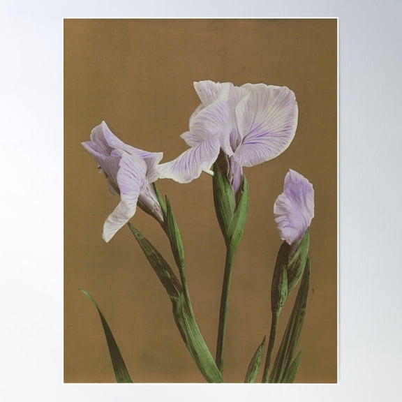 Iris Vintage Japanese Botanical Collotype By Ogawa Kazumasa Poster Wall Art, Modern Wall Decor For Living Room Bedroom, 12x18 UNFRAMED