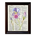 thumbnail image 1 of Iris Watercolor - Dictionary Art Print Printed On Authentic Vintage Dictionary Book Page - 8 x 10.5, 1 of 3