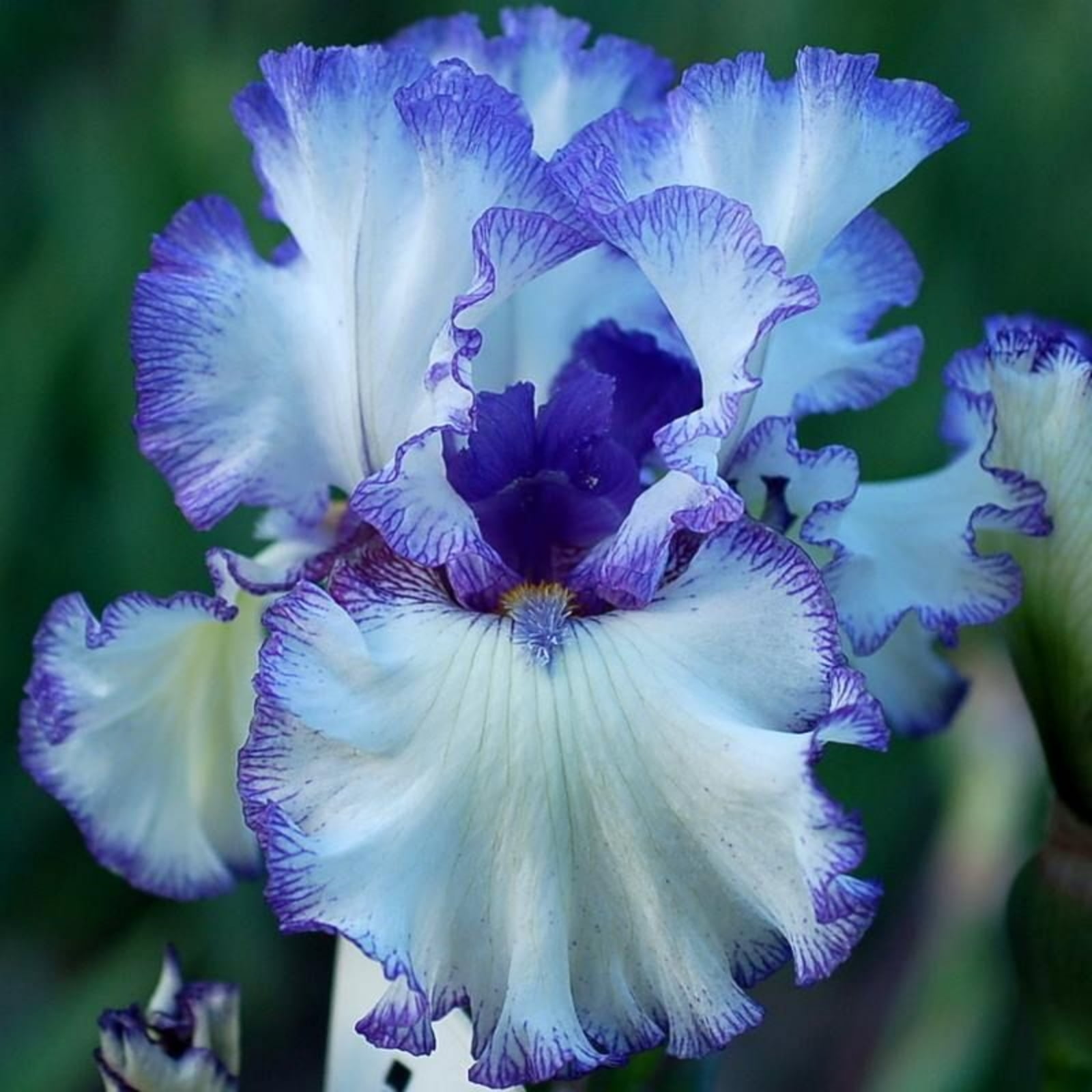 Iris bulb Bearded iris bulbs Iris bulbs for planting Siberian iris